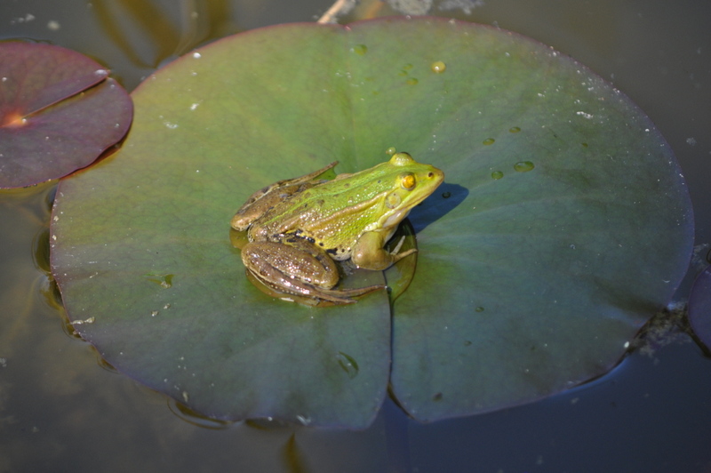 Rana comune? Pelophylax lessonae bergeri (prov. Roma)